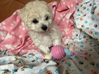 Łeska Vel Tasha - 8 tygodni